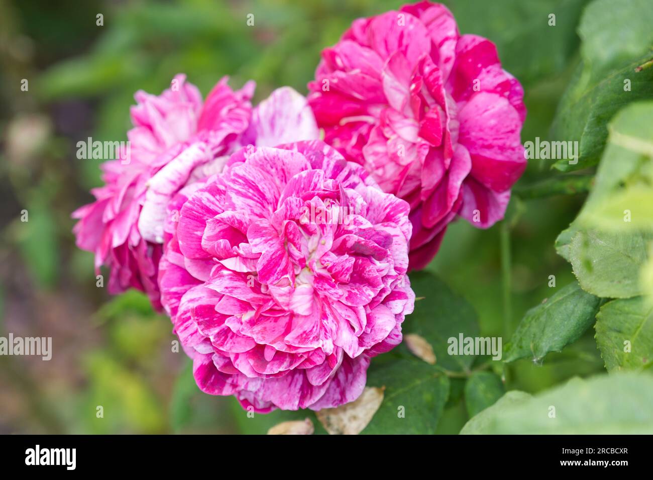 Stripey fleurs d'été de Bourbon rose arbuste Rose Commandant Beaurepaire dans le jardin britannique juin Banque D'Images