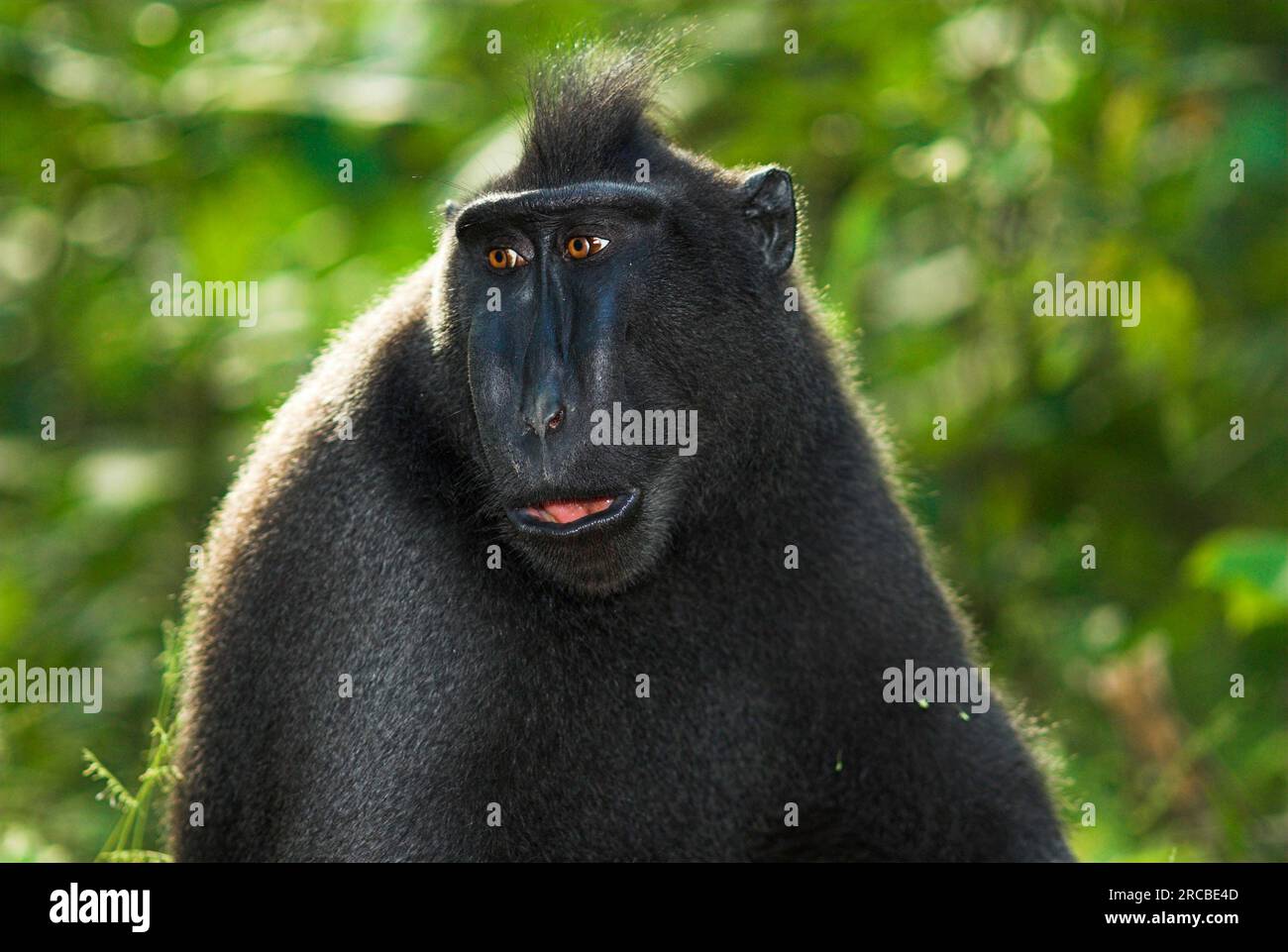 Macaque à crêtes (Macaca nigra), Réserve naturelle de Tangkoko, Sulawesi, singe de Célèbes, Indonésie Banque D'Images