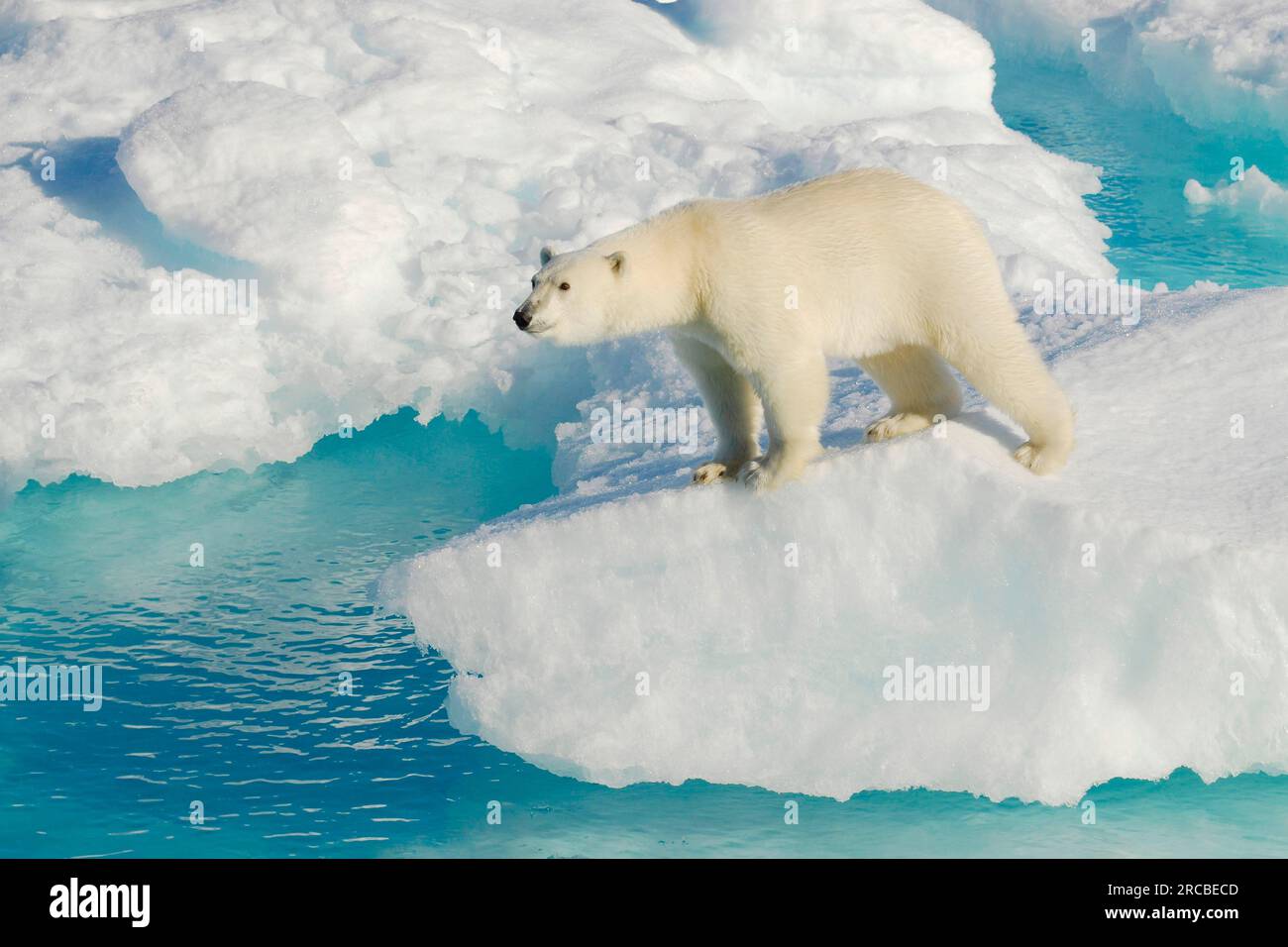 Ours polaire (Ursus maritimus) sur glace dérivante, Scoresbysund (Thalassarctos maritimus), Groenland Banque D'Images