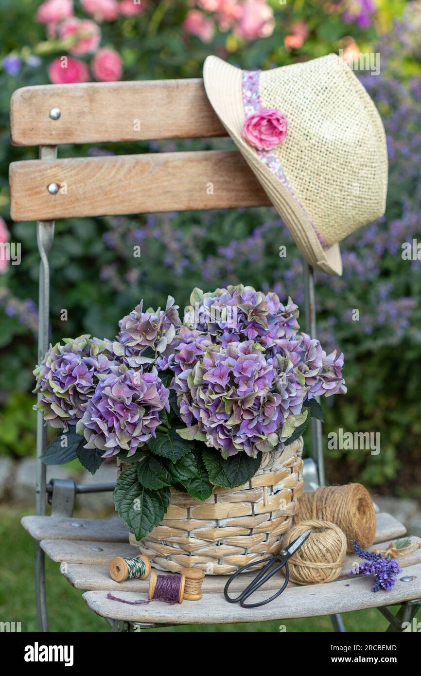 fleur d'hortensia violet dans le panier et chapeau de soleil sur la chaise de jardin Banque D'Images