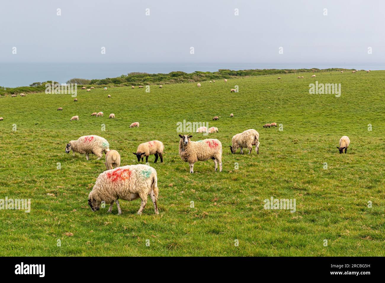 Vue panoramique de la flore et de la faune prises au cours de mon voyage aux parcs nationaux Banque D'Images