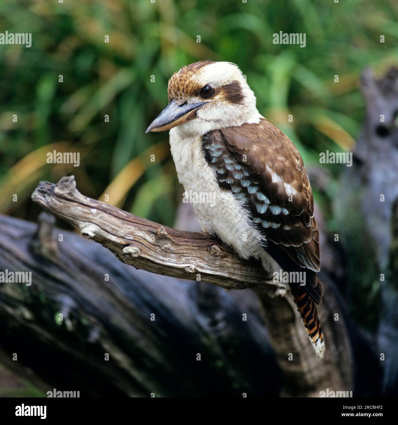 Rire kookaburra (Dacelo novaeguineae), Kookaburra, Hunter Kingfisher, Kingfisher Banque D'Images