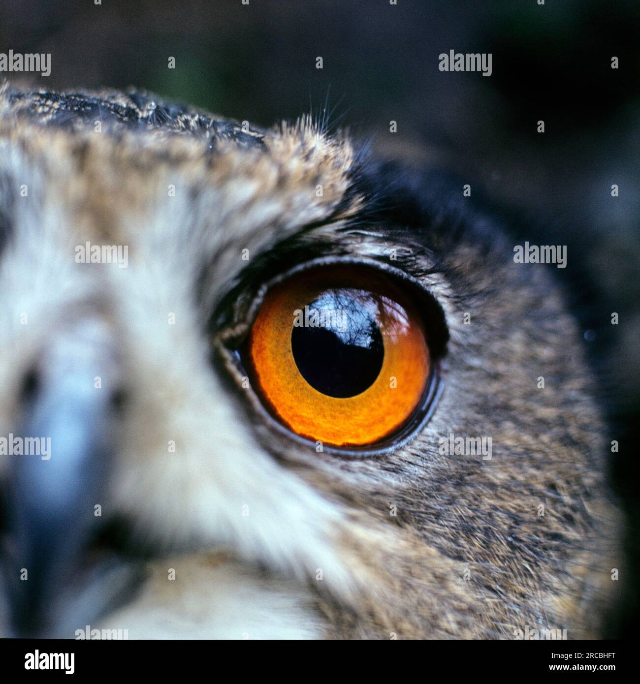 Grand Owl (Bubo bubo) Banque D'Images