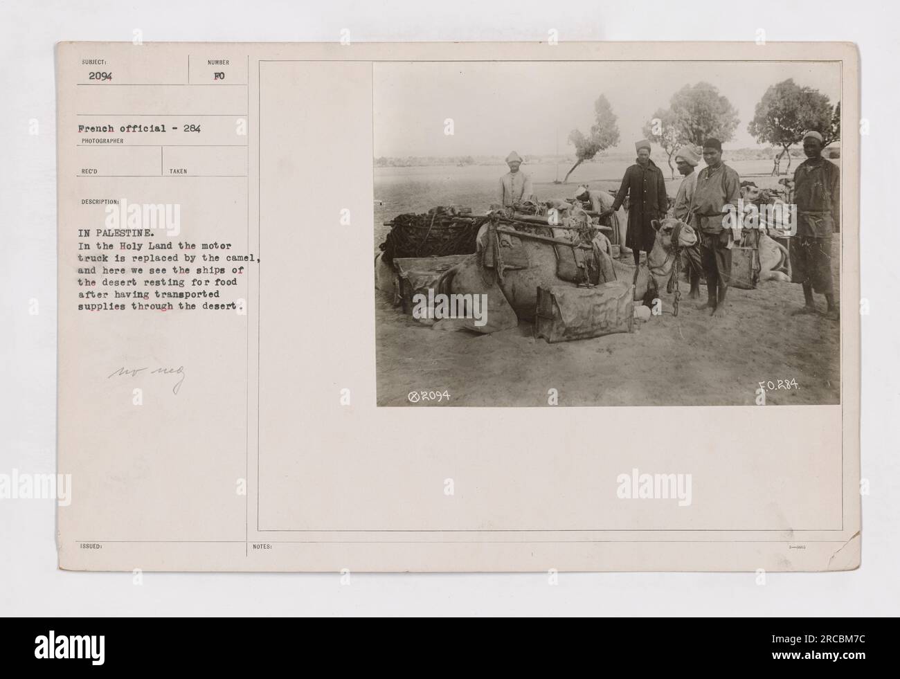 Légende : 'en Palestine pendant la première Guerre mondiale, le transport de chameaux remplace les camions à moteur. Cette photographie montre des chameaux se reposant pour se nourrir après avoir réussi à transporter des fournitures à travers le désert. » Banque D'Images