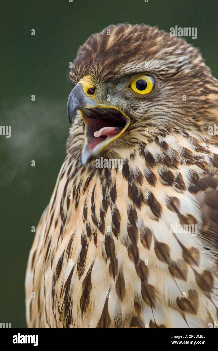 L'Autour des palombes (Accipiter gentilis), juvénile Banque D'Images