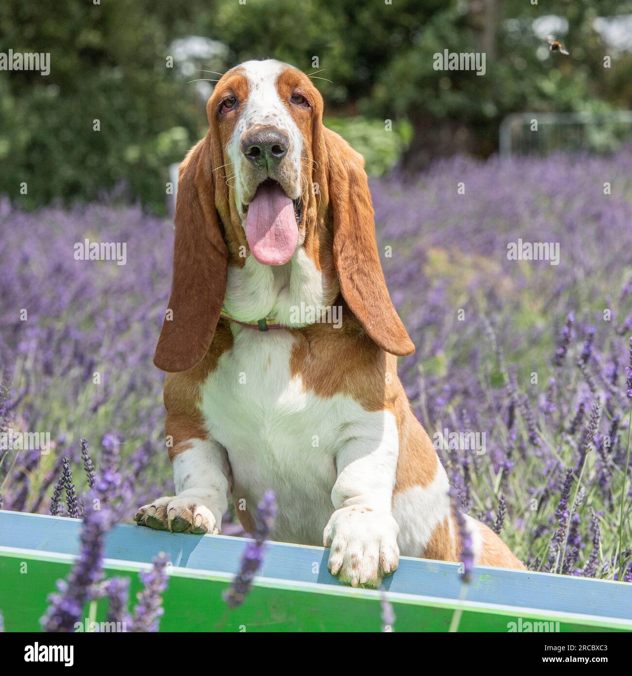 Basset Hound. chien assis dans la lavande Banque D'Images