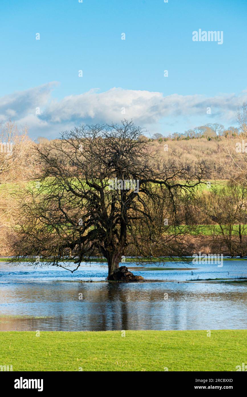 Arbres dans les eaux de crue de la rivière Avon près de Lacock, Wiltshire Banque D'Images