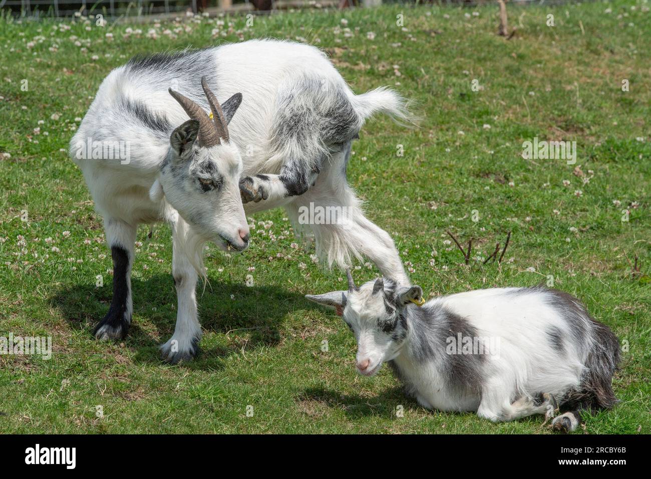 Mère chèvre pygmée avec son bébé chèvre enfant Banque D'Images