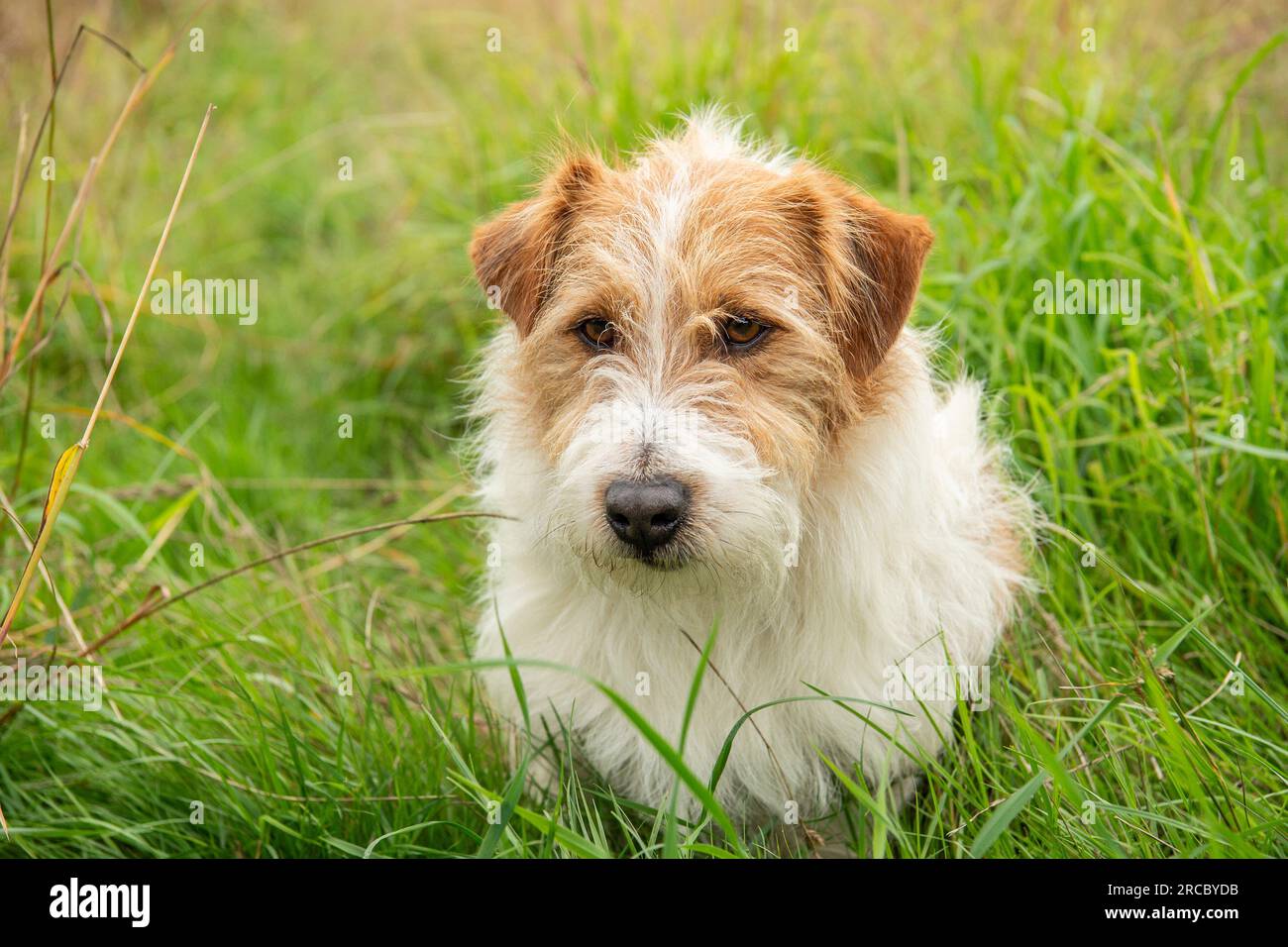 Head of jack russell dog Banque de photographies et d'images à haute  résolution - Alamy