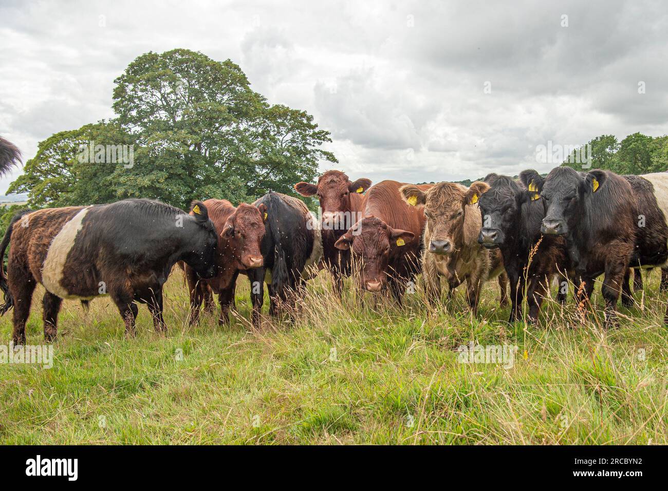 north devon et galloway dans le paddock de mob Banque D'Images