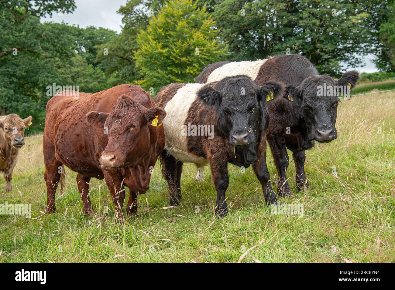north devon et deux vaches galloway dans un champ Banque D'Images