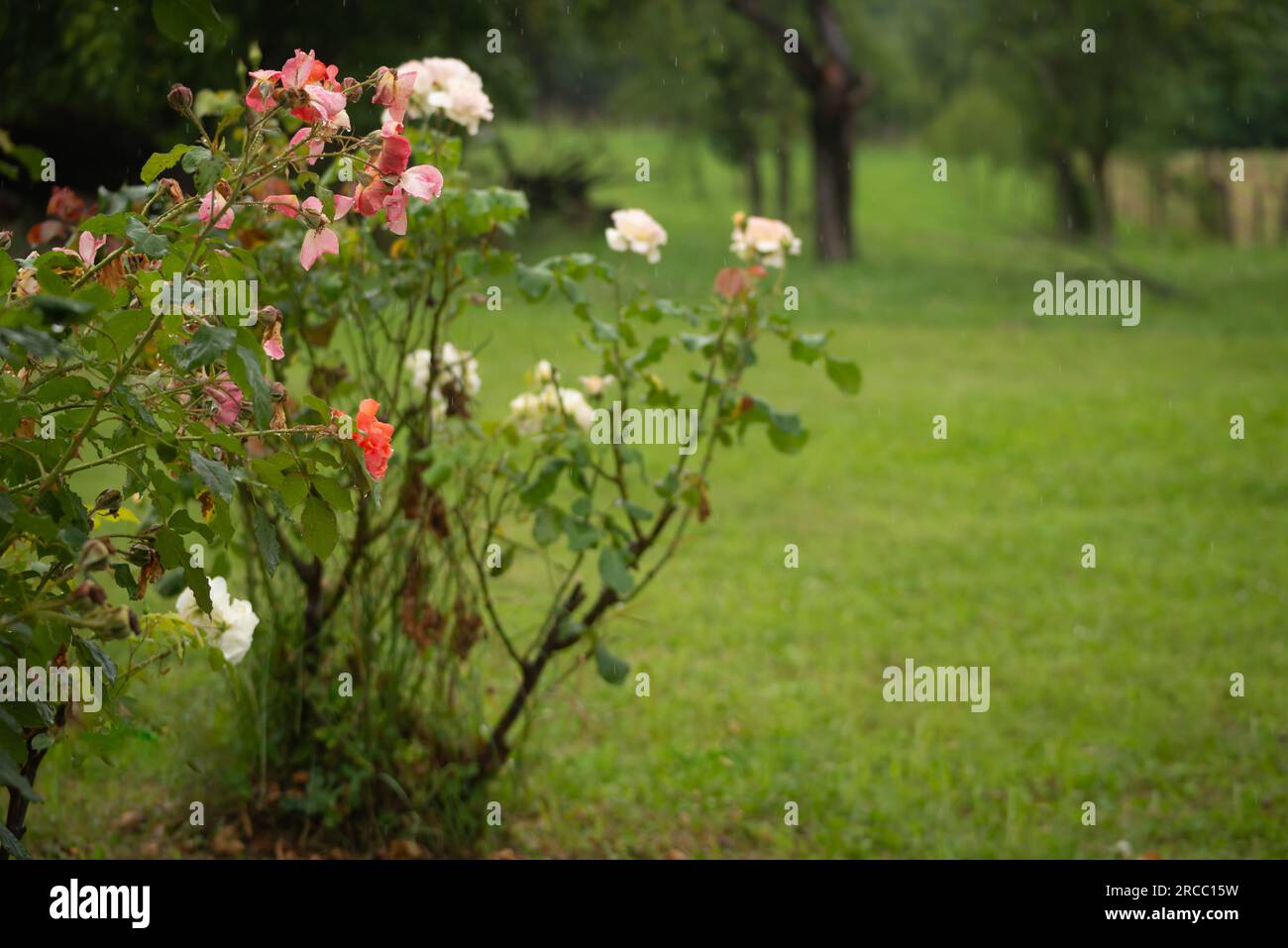 Belle fleur de rose avec gouttes de pluie, pétales de fleur de rose avec des gouttelettes d'eau dans le jardin humide, fond naturel en saison des pluies, fraîcheur, relaxati Banque D'Images