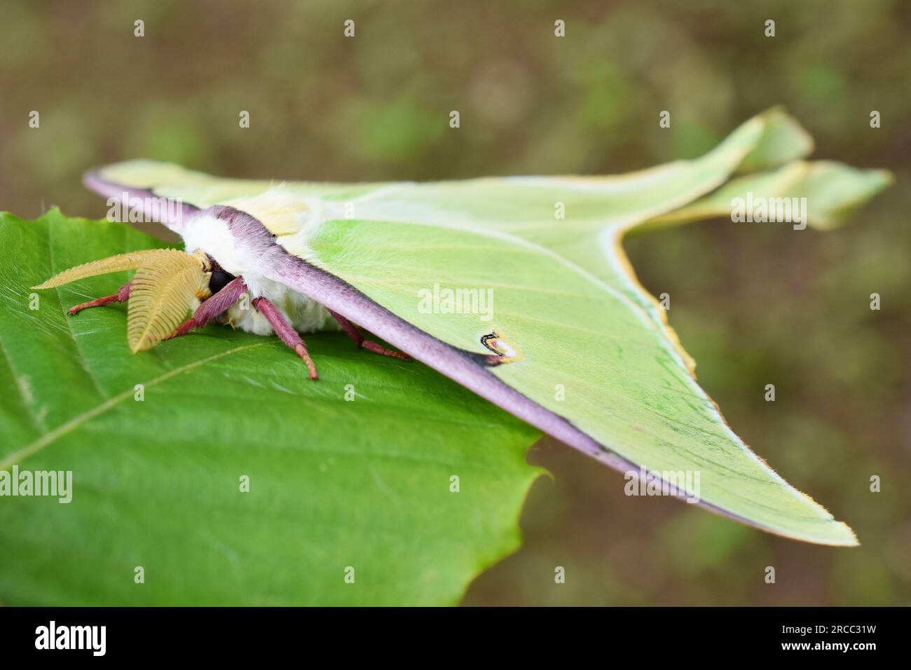 Gros plan sur la face avant de la lune américaine Actias luna sur une feuille en plein air Banque D'Images