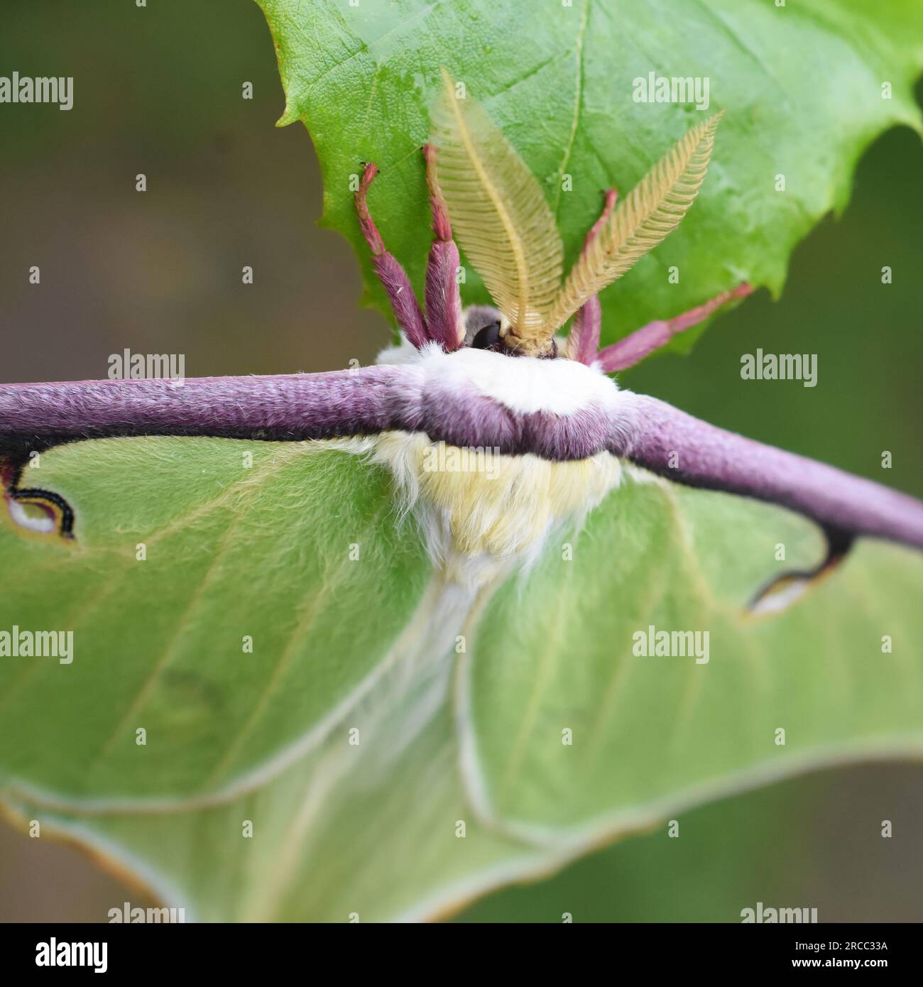 Le papillon de lune américain Actias luna suspendu à une feuille en plein air Banque D'Images