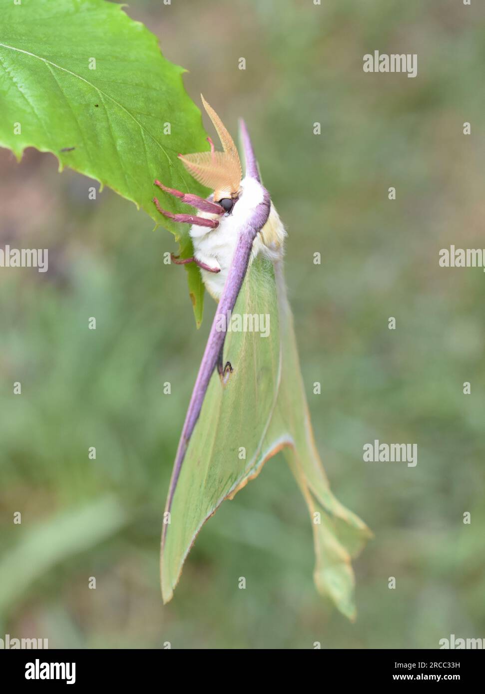 Le papillon de lune américain Actias luna suspendu à une feuille en plein air Banque D'Images