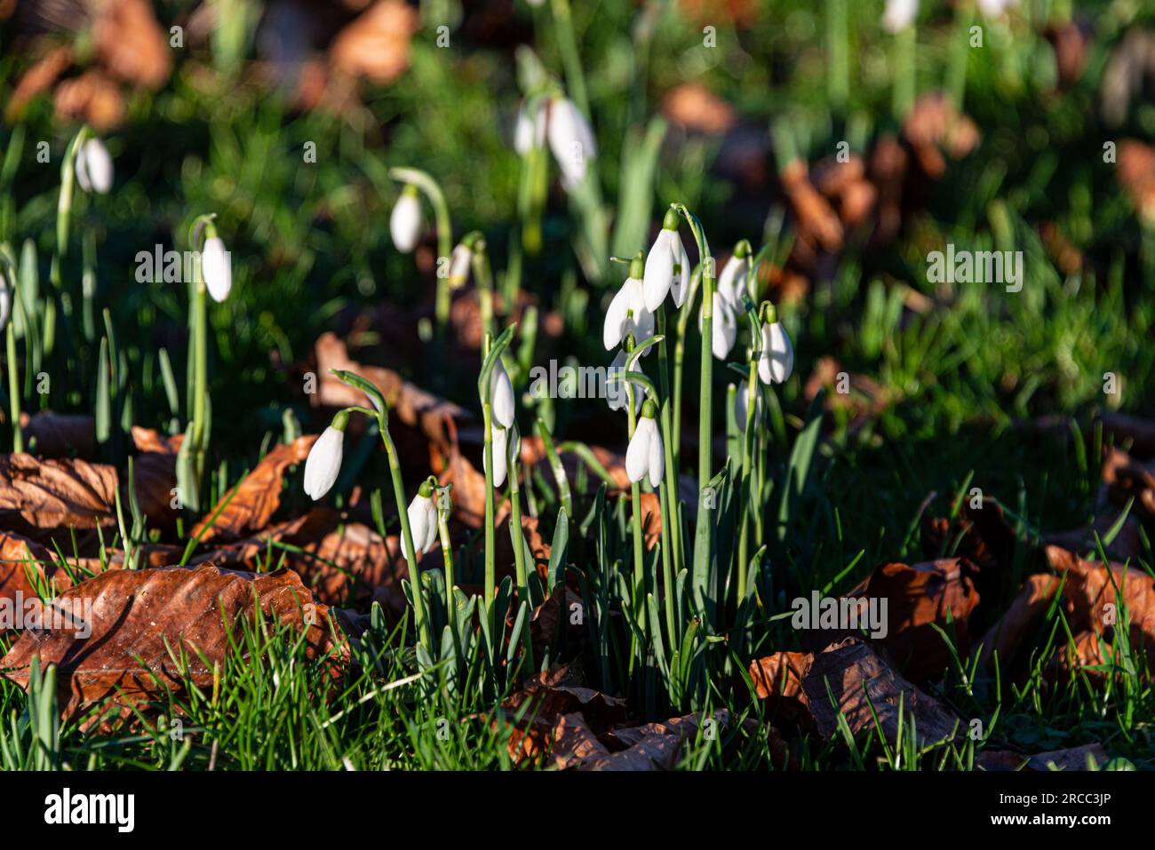 Perce-neige (Galanthus nivalis) Banque D'Images