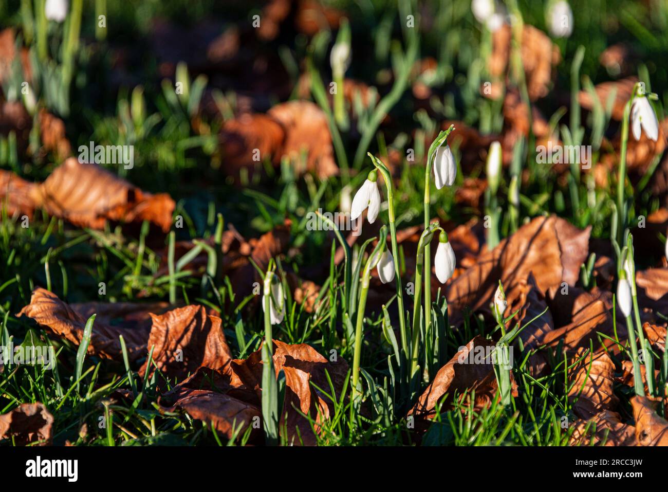 Perce-neige (Galanthus nivalis) Banque D'Images
