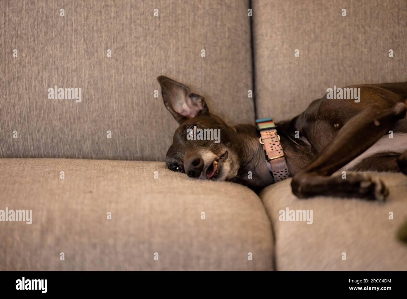 Drôle chien de lévrier noir couché endormi sur le canapé avec l'oreille debout droit dans les airs Banque D'Images