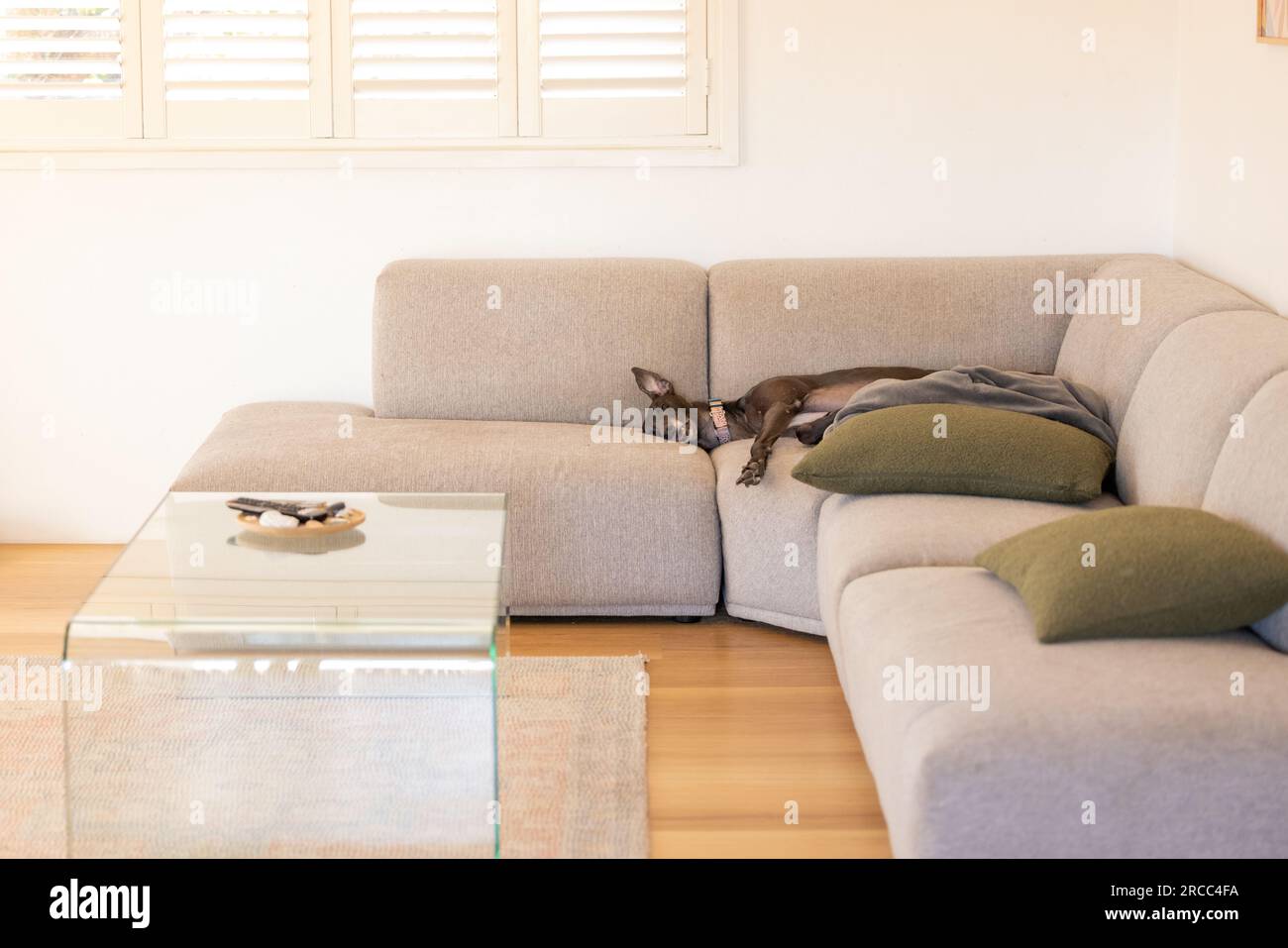 Drôle chien de lévrier noir couché endormi sur le canapé avec l'oreille debout droit dans les airs Banque D'Images