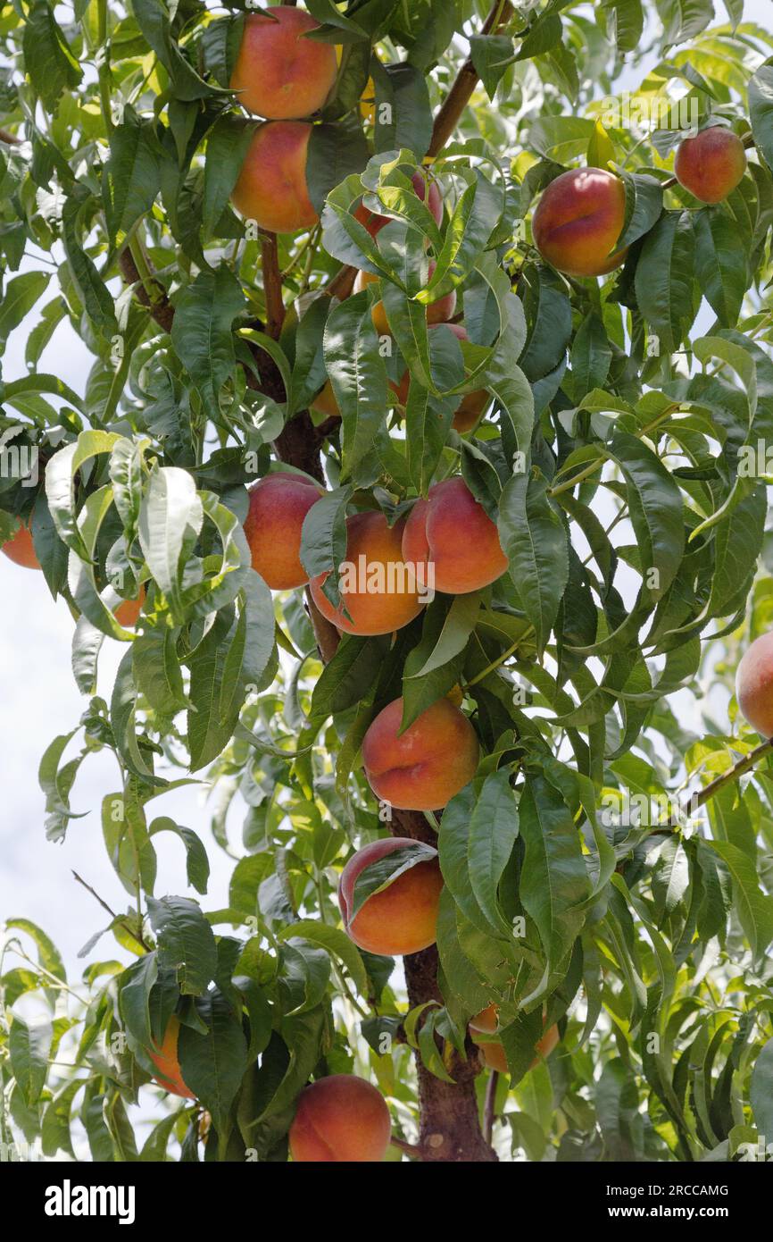 Peaches Sweet Sue verger 'Prunus persica', période de récolte, Washington. Banque D'Images