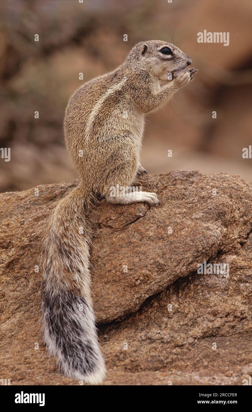 L'écureuil terrestre du Cap ou écureuil terrestre sud-africain Geosciurus inauris se trouve dans la plupart des régions plus sèches de l'Afrique australe à partir de l'Afrique du Sud, Banque D'Images