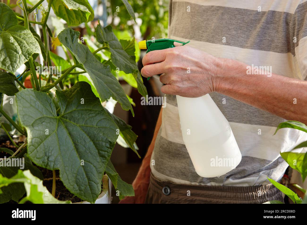 Vieux jardinage d'homme dans la serre à la maison. Les mains des hommes tiennent le flacon pulvérisateur et arroser la plante de concombre Banque D'Images