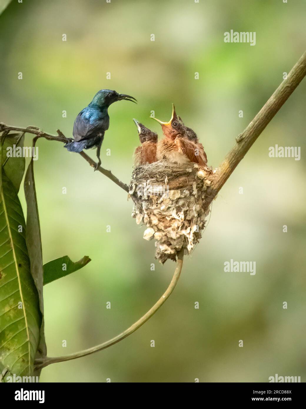 Les poussins supplient pour de la nourriture. PURBASTHALI ; INDE : des images ÉTONNANTES ont montré un minuscule oiseau papa nourrissant des poussins d'une autre espèce qui sont le double de son si Banque D'Images