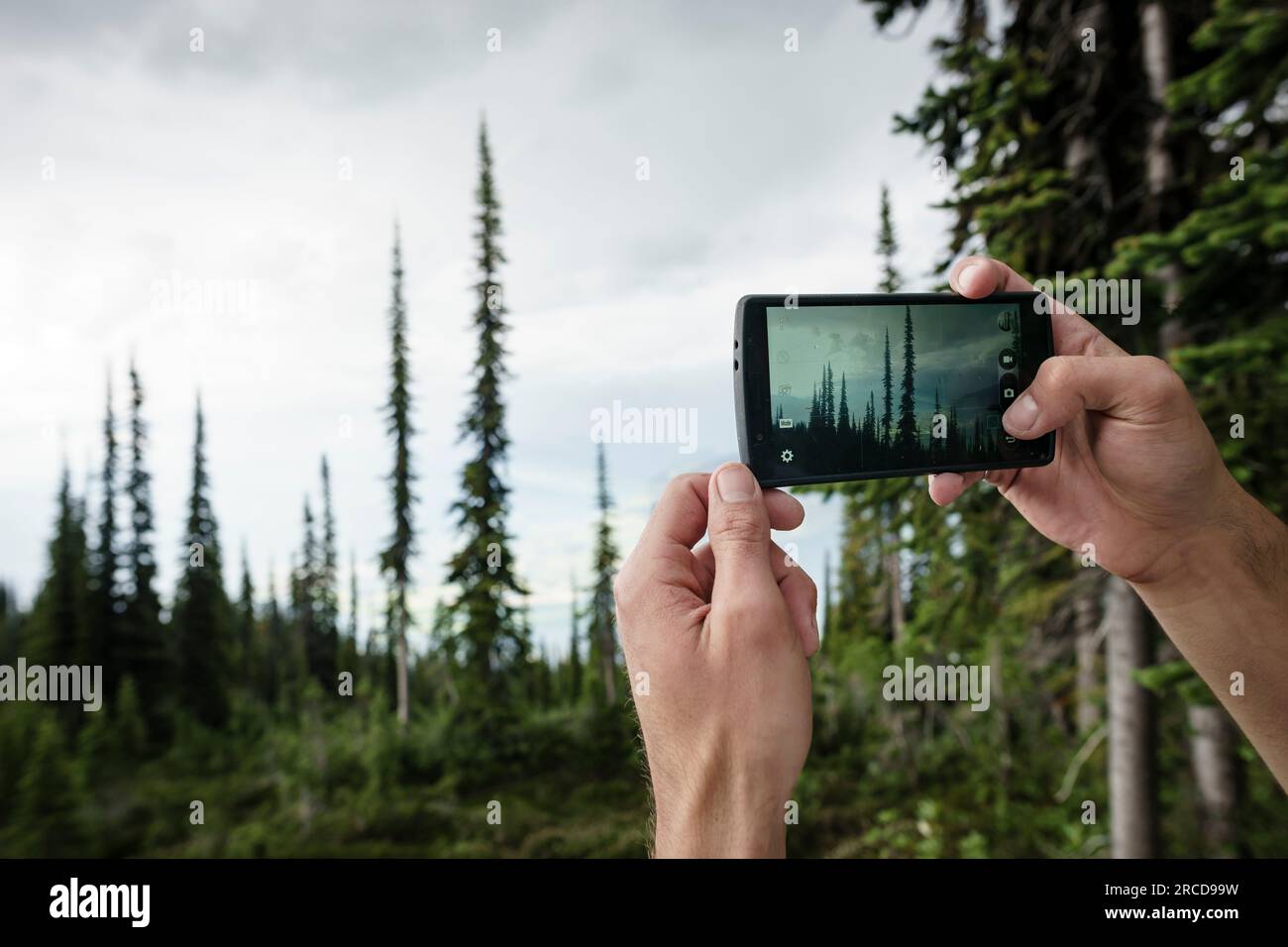 Mains recadrées photographiant la forêt à l'aide d'un smartphone, BC, Canada Banque D'Images