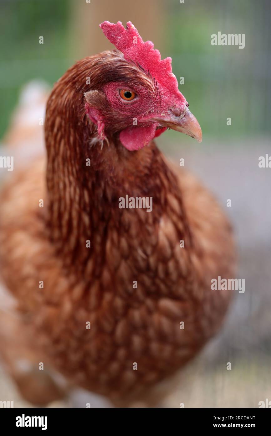 Portrait d'un poulet avec un peigne rouge. Banque D'Images