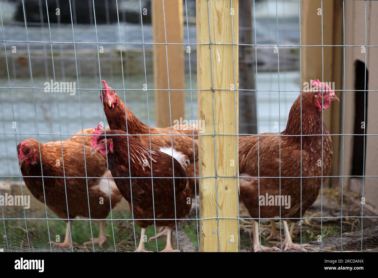 Un troupeau de poules dans un poulailler sur une ferme. Banque D'Images