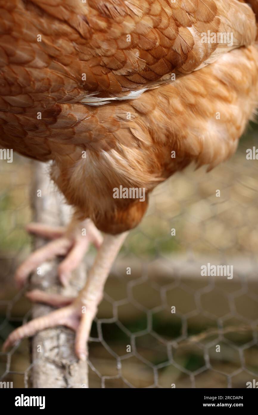 Vue détaillée des plumes de poulet d'un oiseau debout dans un poulailler. Banque D'Images