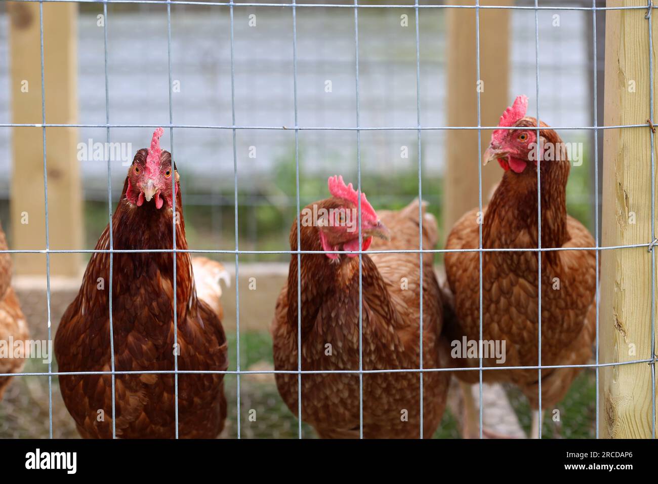 Un groupe de poulets dans une cage métallique sur une ferme. Banque D'Images