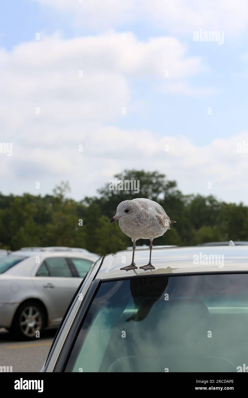 Mouette debout sur le toit d'une voiture dans un parking de plage. Banque D'Images