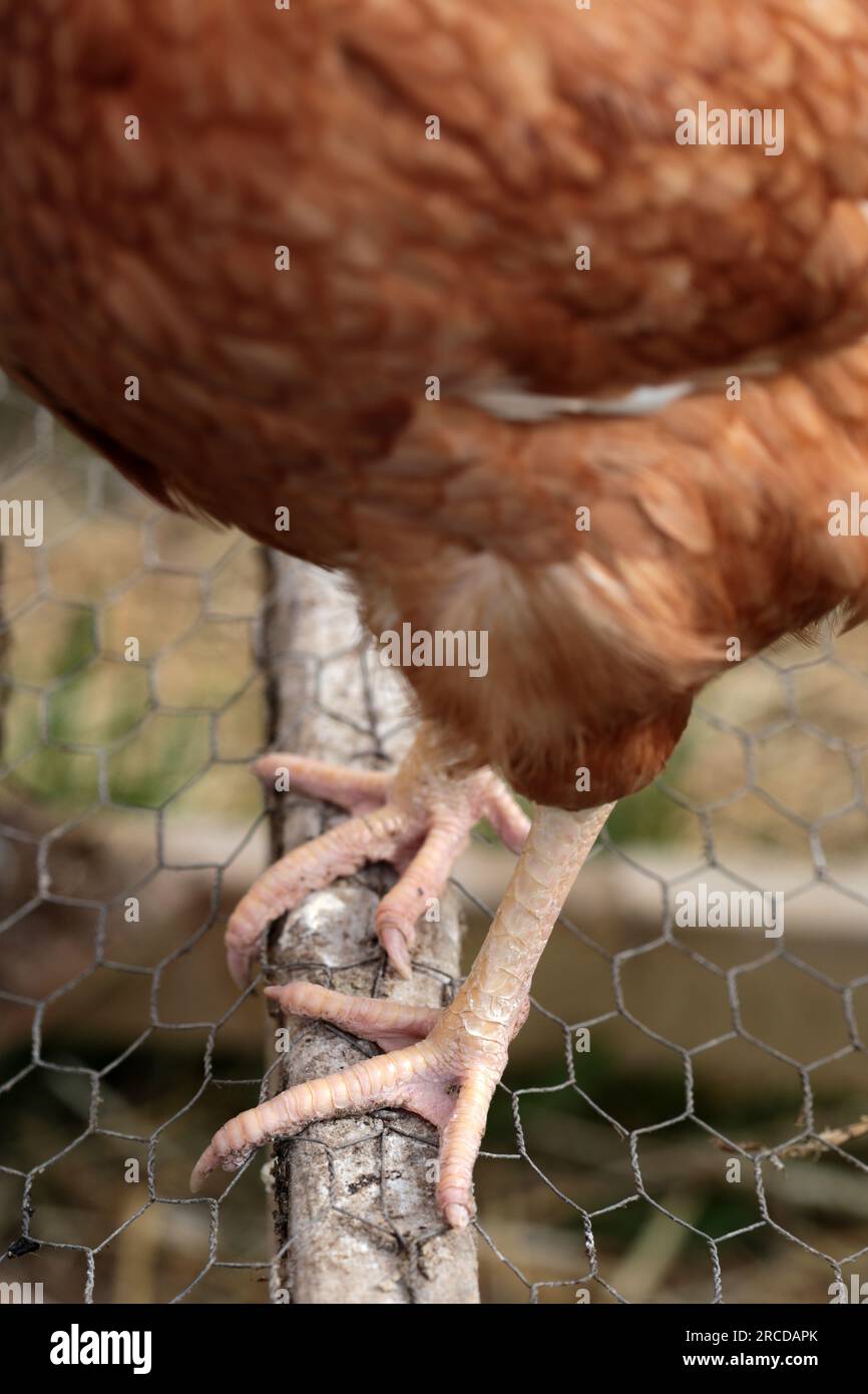 Gros plan de pieds de poulet debout dans un poulailler. Banque D'Images