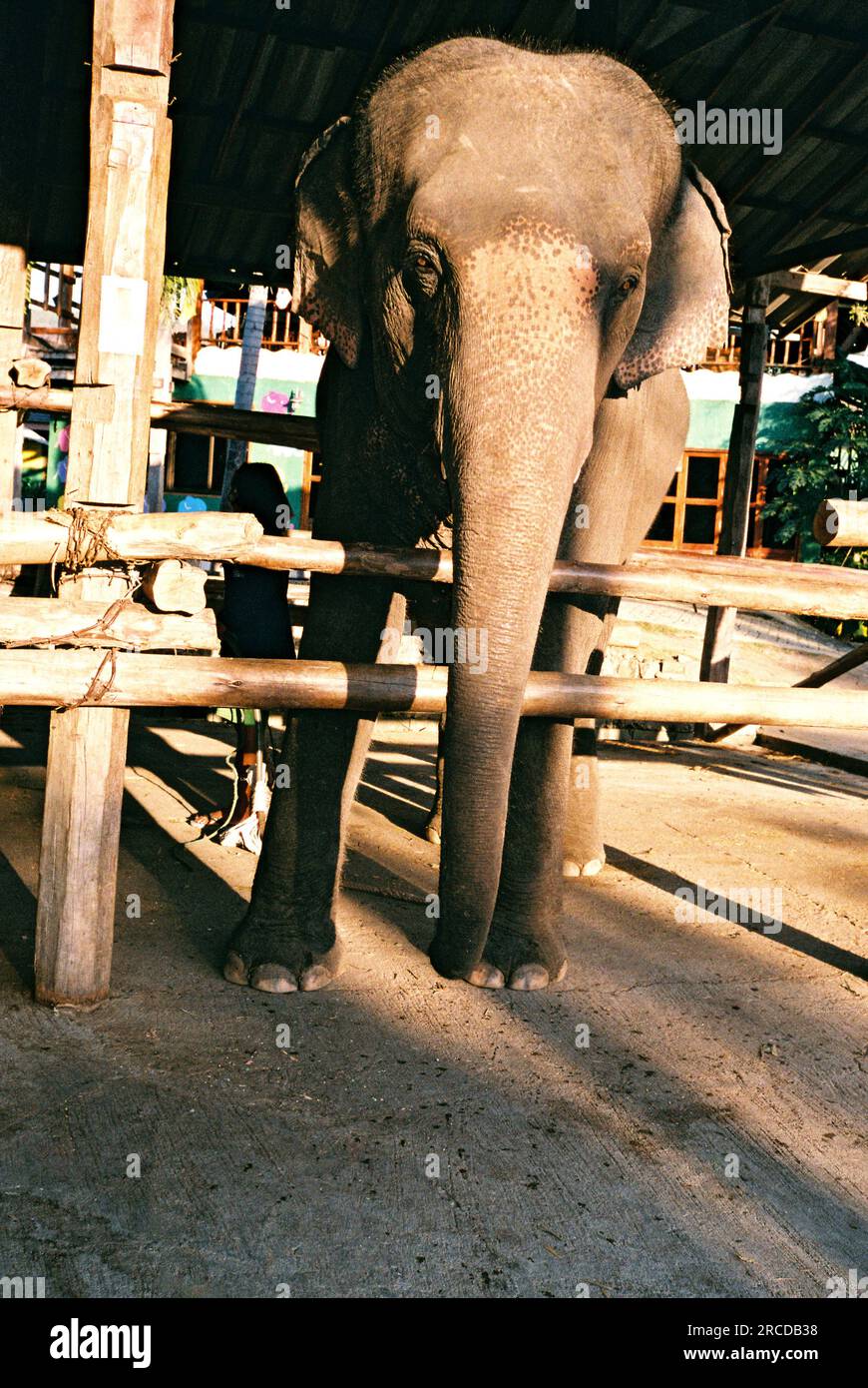 Éléphant asiatique derrière la clôture Banque D'Images