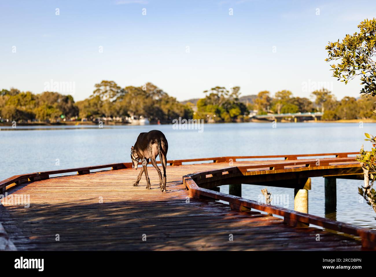 Chien Greyhound debout sur la promenade de Tallebudgera Loop Walk à Palm Beach, Queensland Banque D'Images