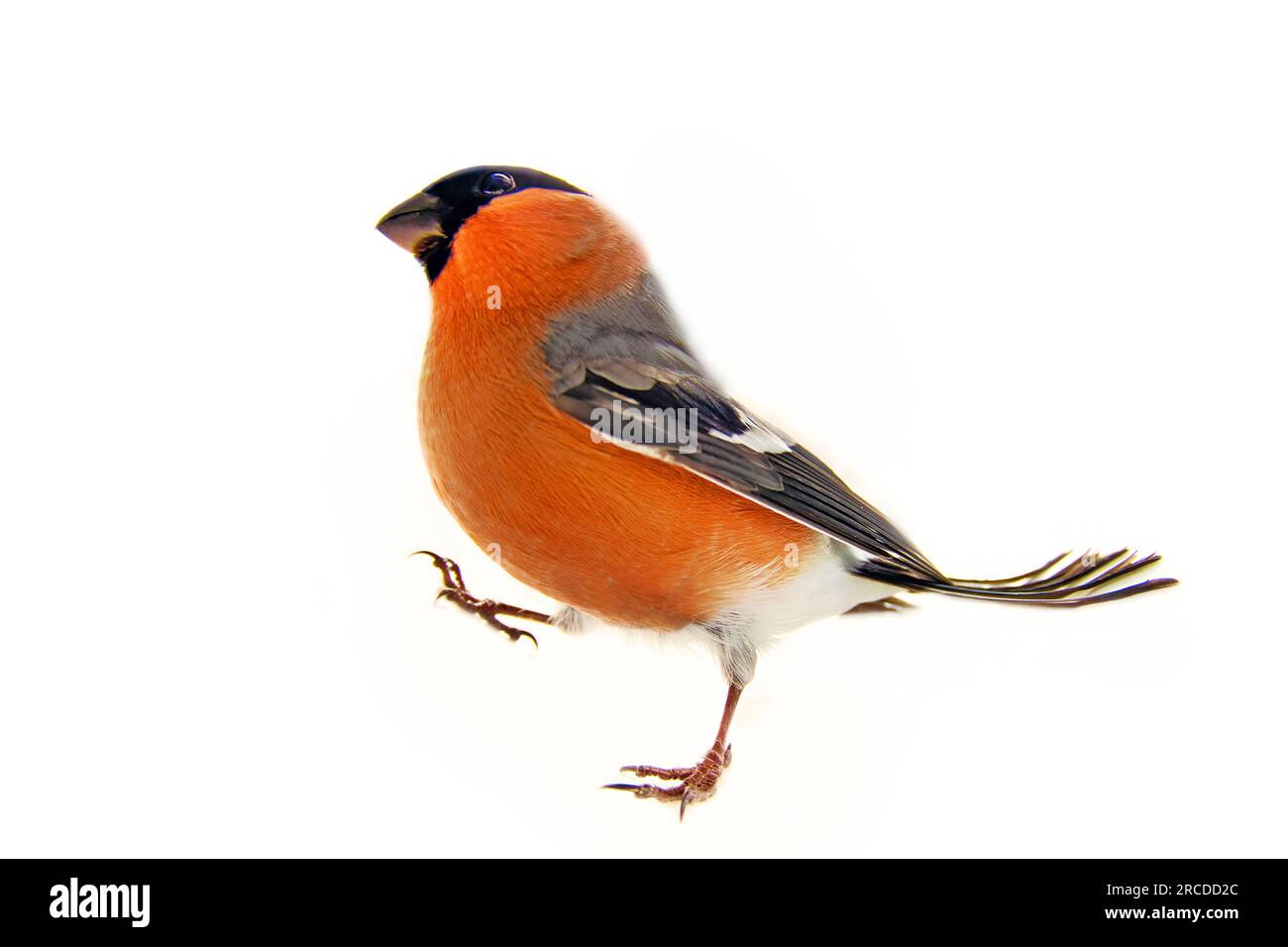 Bullfinch eurasien (Pyrrhula pyrrhula) mâle. Isolé sur fond blanc. Perky Bird Banque D'Images