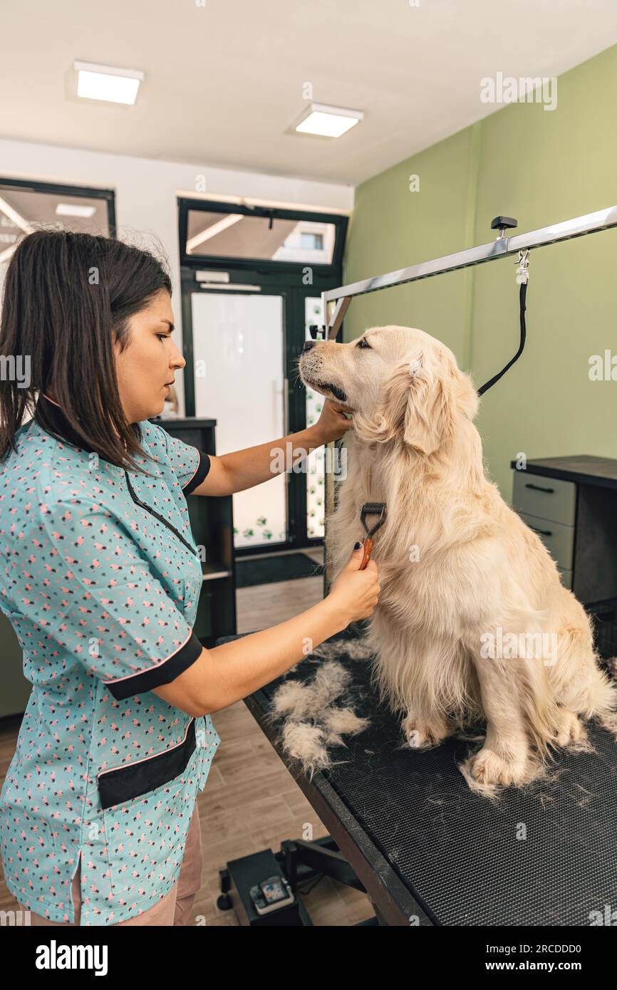 Chien mignon au salon de toilettage. Tondeuse professionnelle brossant un chien Golden retriever Banque D'Images