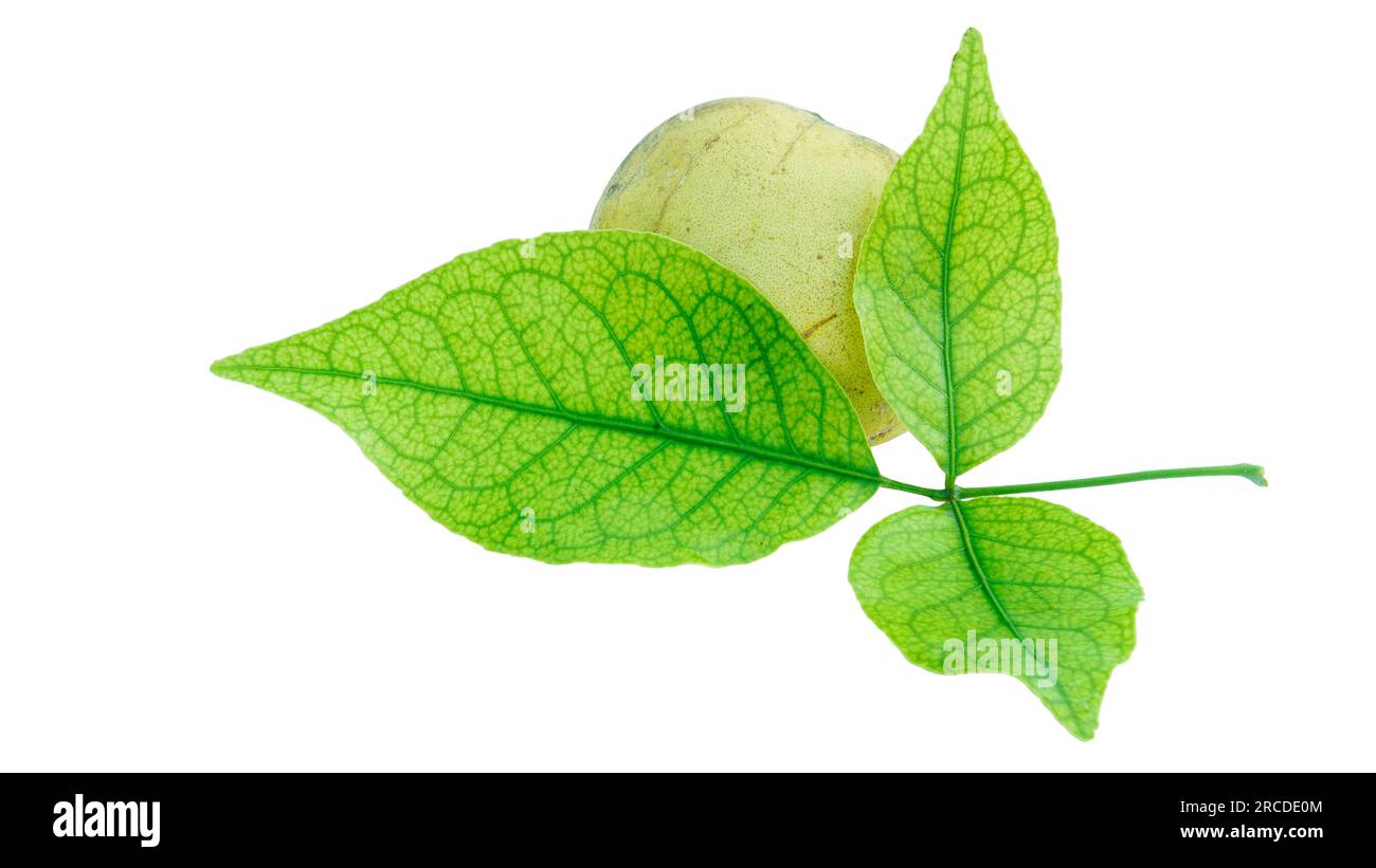 Fruits médicinaux de Bael avec feuille verte sur fond blanc. Aliments tropicaux comestibles, Banque D'Images