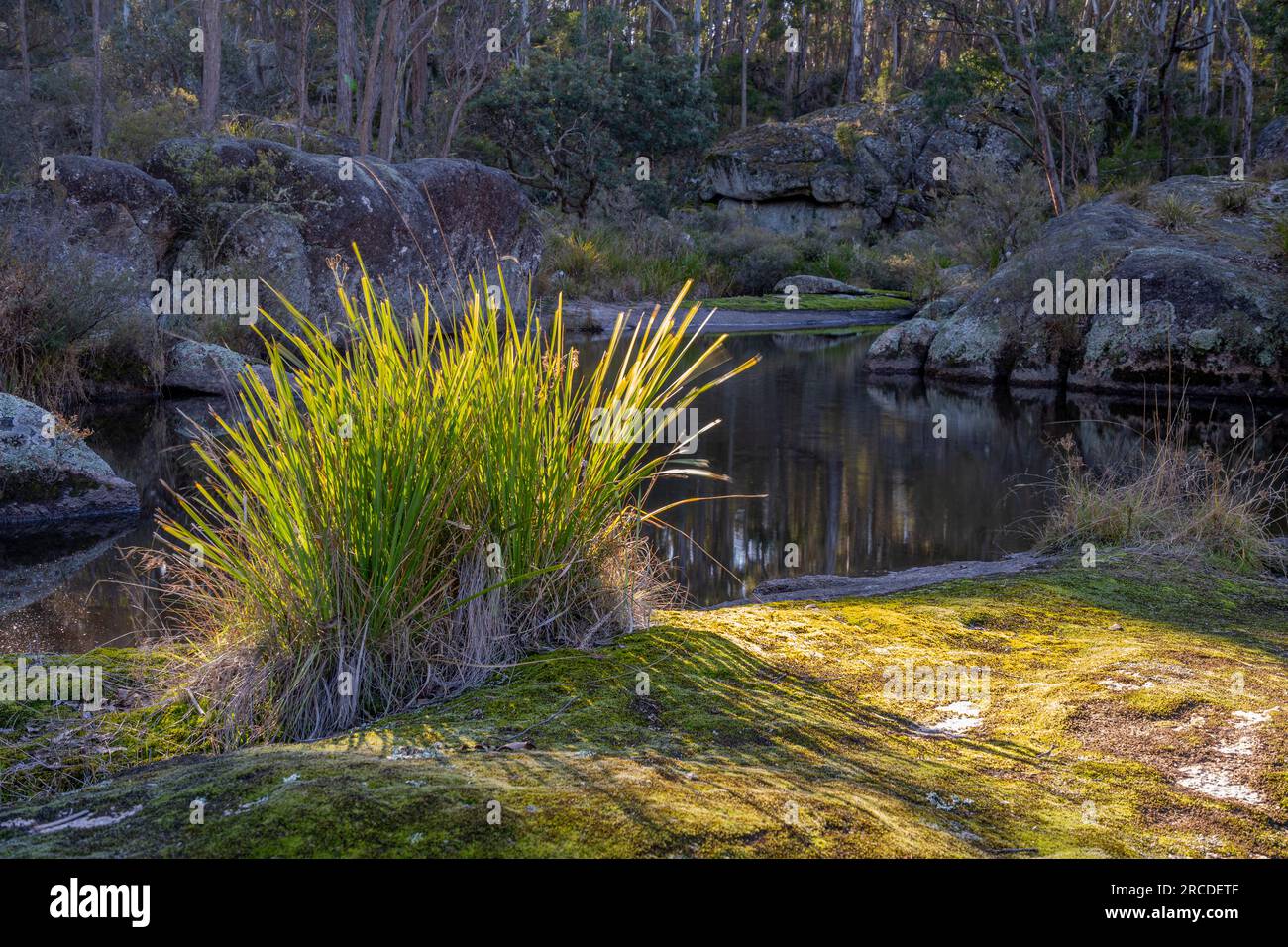 Touffe d'herbe ensoleillée poussant sur un rocher couvert de mousse à côté de la piscine, Glen Elgin Creek, New England Tablelands, Nouvelle-Angleterre Australie Banque D'Images