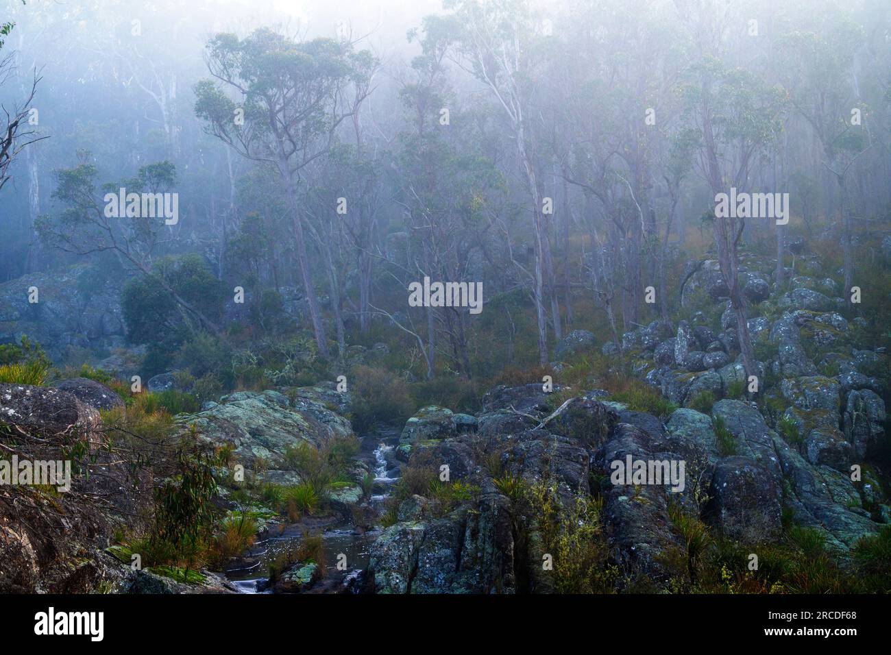 Petite cascade entourée de brouillard, Glen Elgin Creek, New England Tablelands, Nouvelle-Angleterre Australie Banque D'Images