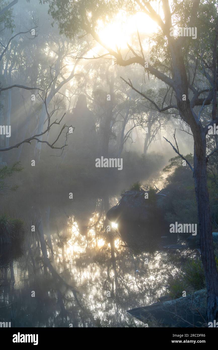 La lumière du soleil a filtré à travers le brouillard tôt le matin. Glen Elgin Creek, New England Tablelands, Nouvelle-Angleterre Australie Banque D'Images