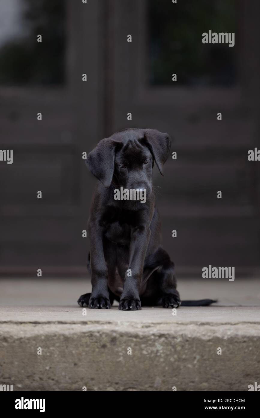 Portrait d'un chiot Labrador noir pedigree de 14 semaines avec une expression mignonne assis sur des marches de pierre devant des portes gris foncé avec espace de copie Banque D'Images