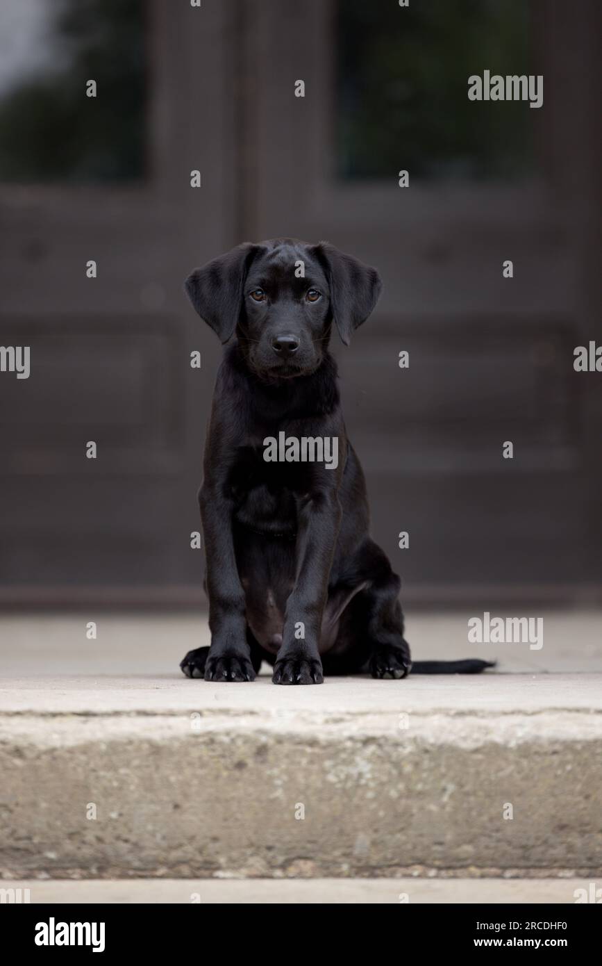 Portrait d'un adorable chiot Labrador noir de 14 semaines de pedigree mignon assis sur des marches de pierre devant des portes gris foncé avec espace de copie Banque D'Images