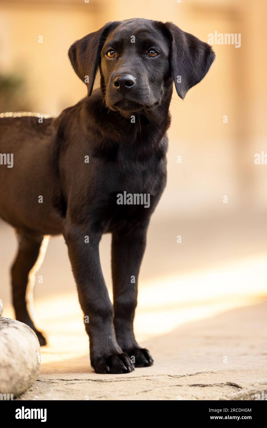 Portrait d'un adorable chiot Labrador noir pedigree de 14 semaines debout sur des marches de pierre rétro-éclairé dans la lumière chaude tôt le matin Banque D'Images