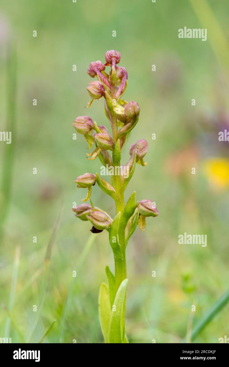 Orchidée de grenouille (Dactylorhiza viridis) sur un habitat de craie en aval de Noar Hill SSSI, Hampshire, Angleterre, Royaume-Uni, en juillet Banque D'Images