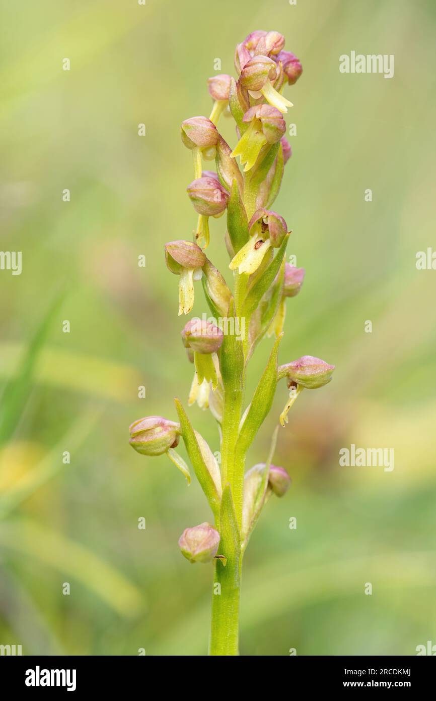 Orchidée de grenouille (Dactylorhiza viridis) sur un habitat de craie en aval de Noar Hill SSSI, Hampshire, Angleterre, Royaume-Uni, en juillet Banque D'Images