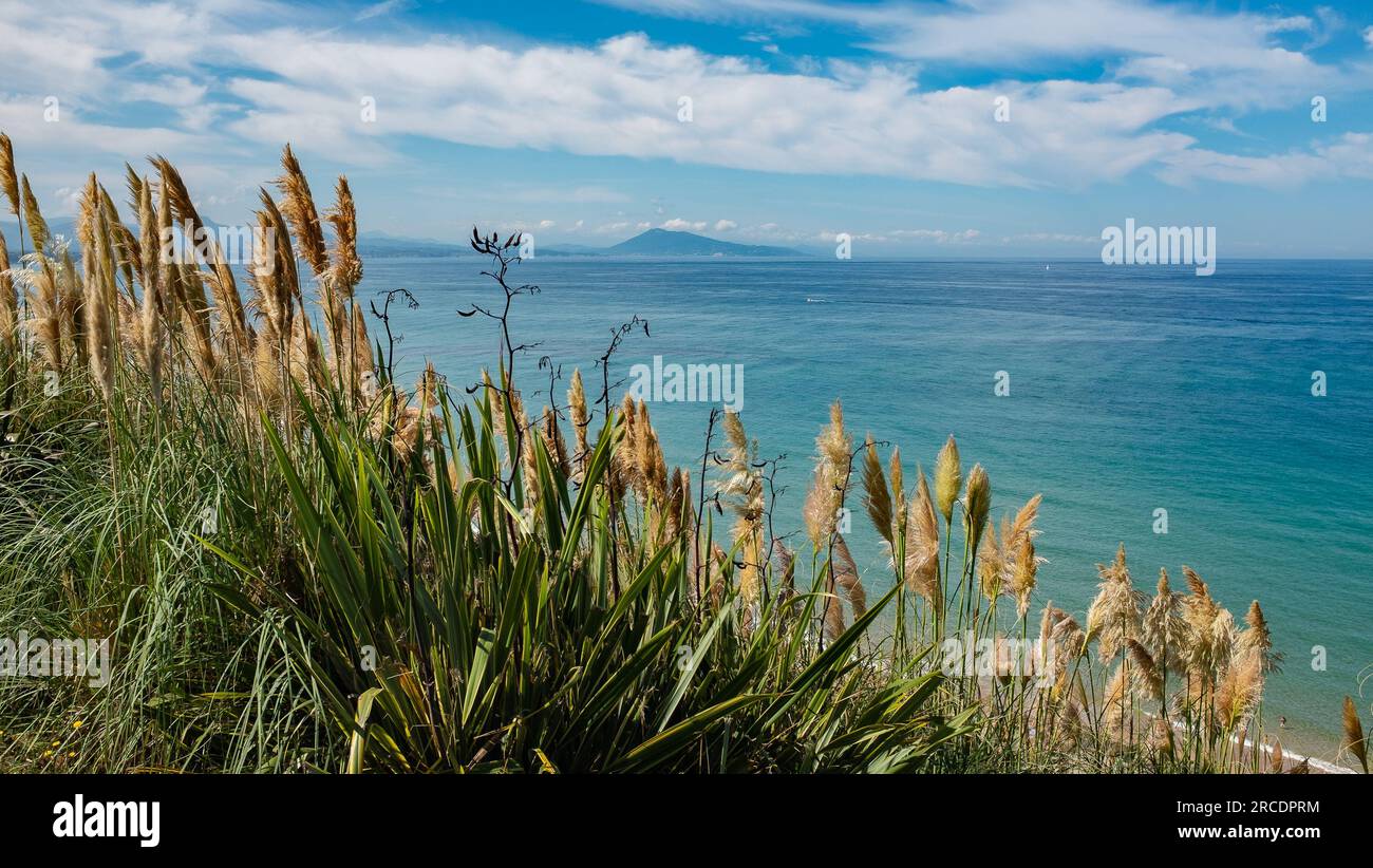 Biarritz, France, 2021. Vue sur la mer vert-bleu derrière un rideau d'herbe de pampas (Cortaderia selloana) jusqu'au pied des Pyrénées Banque D'Images