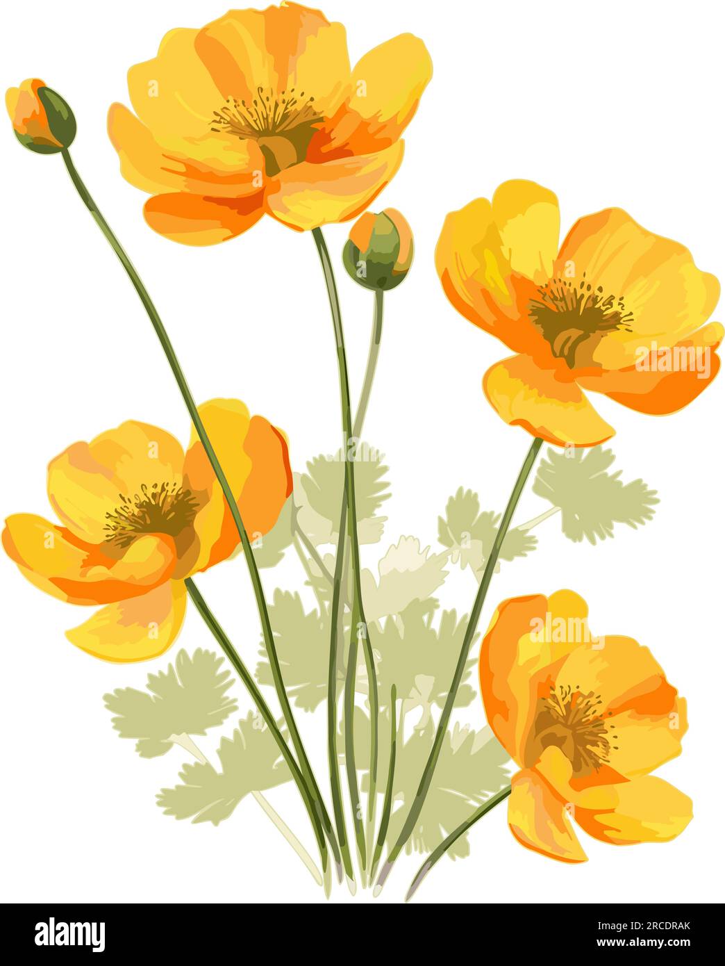 Coquelicots isolés. Fleurs oranges aquarelles avec tige et feuilles vertes. Illustration vectorielle. Illustration de Vecteur