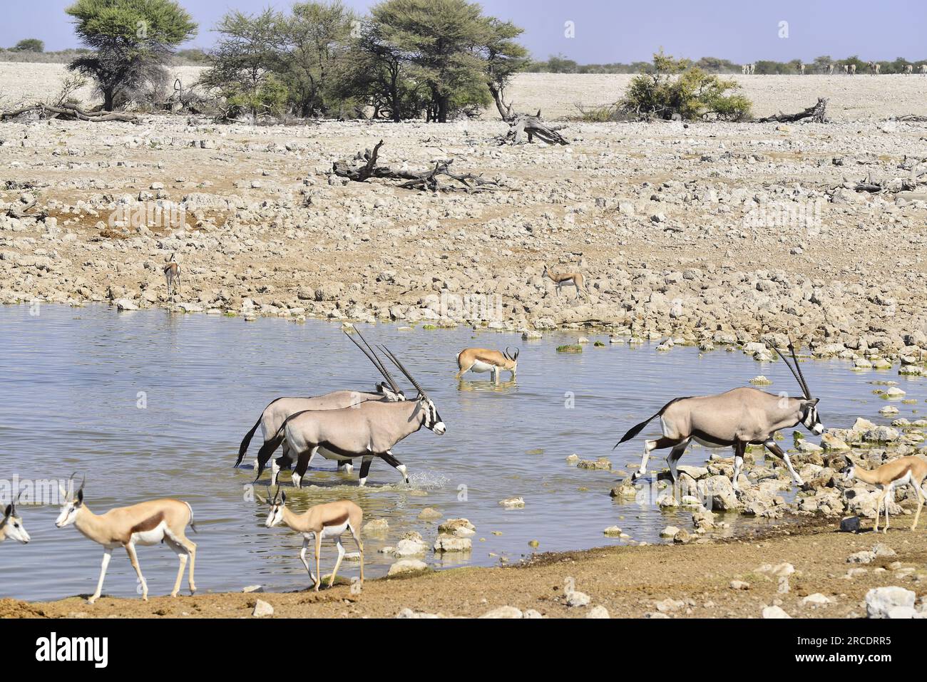 Antilope Gemsbok ou Orix au trou d'eau d'Okaukuejo, Parc national d'Etosha, Namibie Banque D'Images